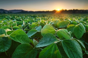 Agriculture #1, 33xJPEG