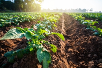 Agriculture #1, 33xJPEG