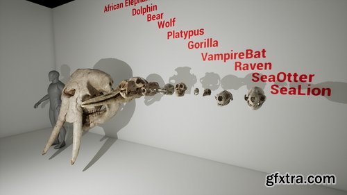 Fab - Animal Skull Pack
