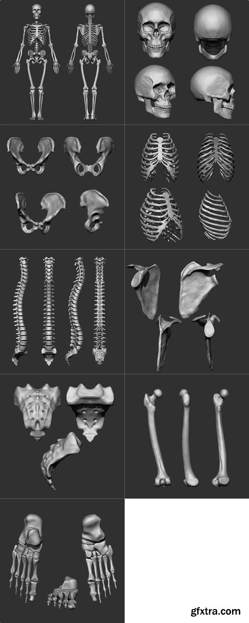 Artstation - (Human Skeleton) Bones Collection Pack 26 in One