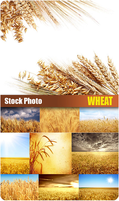 Stock Photo - Wheat