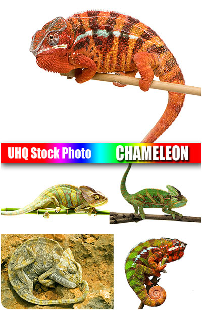 UHQ Stock Photo - Chameleon