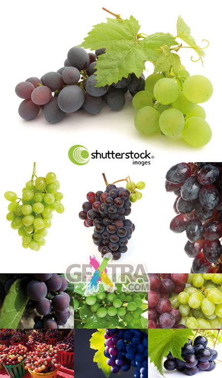 Shutterstock Grapes HQ