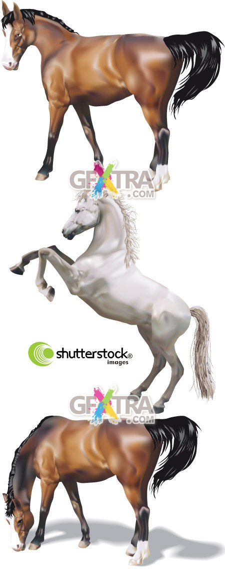 Shutterstock Horse in Vector