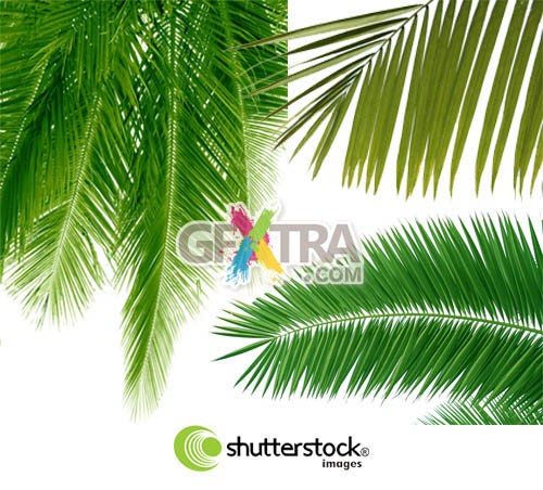 Shutterstock Palms UHQ