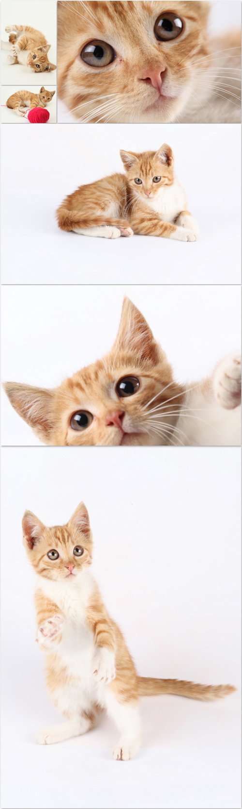 Photo Cliparts - Cat