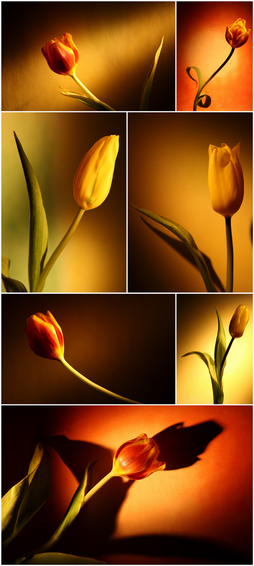 Photo Cliparts - Tulip
