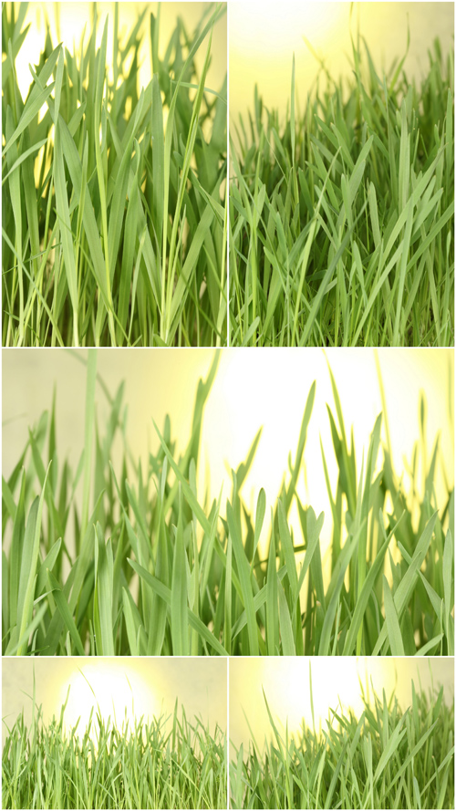 Photo Cliparts - Grass