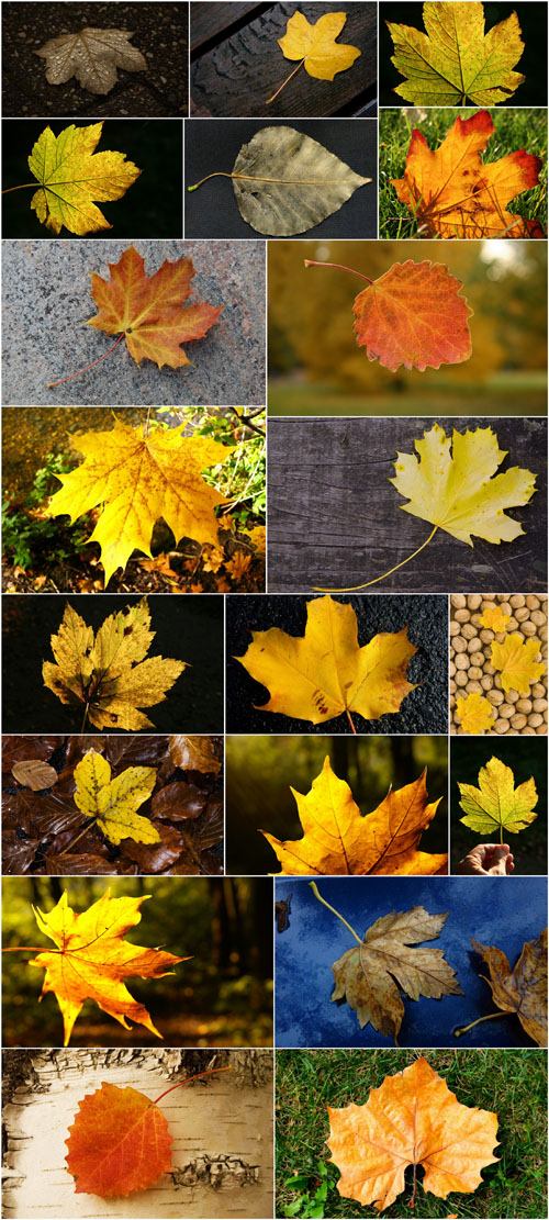 Photo Cliparts - Falling leaf