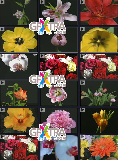 Time Image Volume 20: Time Lapse Flowers
