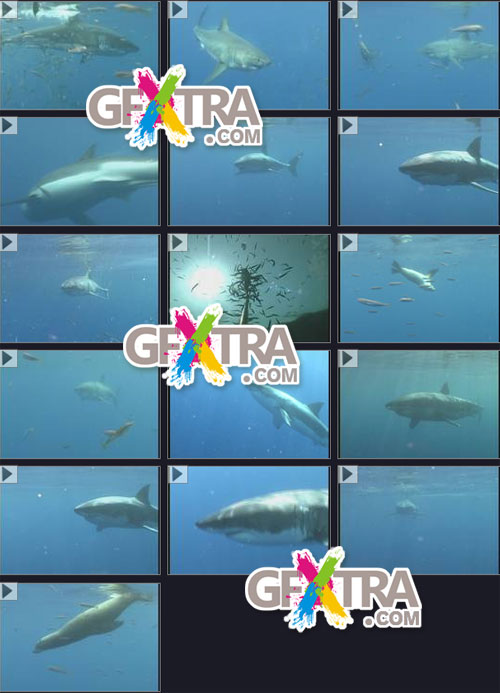 Time Image Volume 24: Great White Sharks