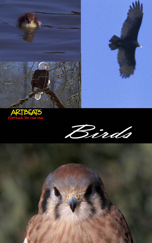 Artbeats - Birds (NTSC)