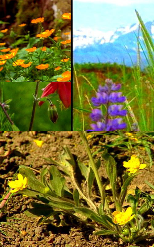 Fuzion Films - vol.13 Wild flowers