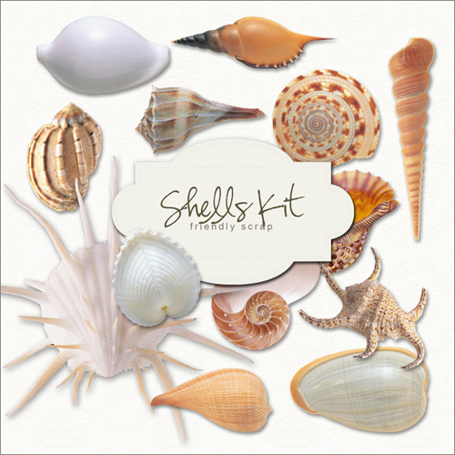 Scrap kit - Collection of Sea Shells