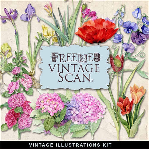 Scrap-kit - Vintage Floral PNG Illustrations For Creative Design