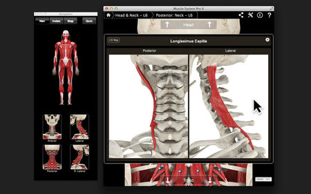 Muscle System Pro III v3.0 MacOSX