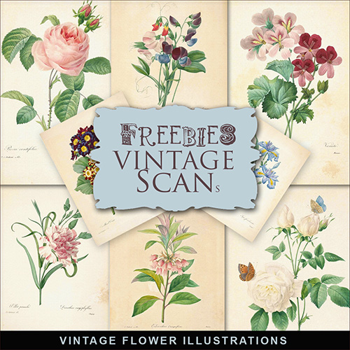 Scrap-kit - Vintage Flower Illustrations Cards Images