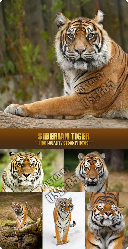 Stock Photo - Siberian Tiger