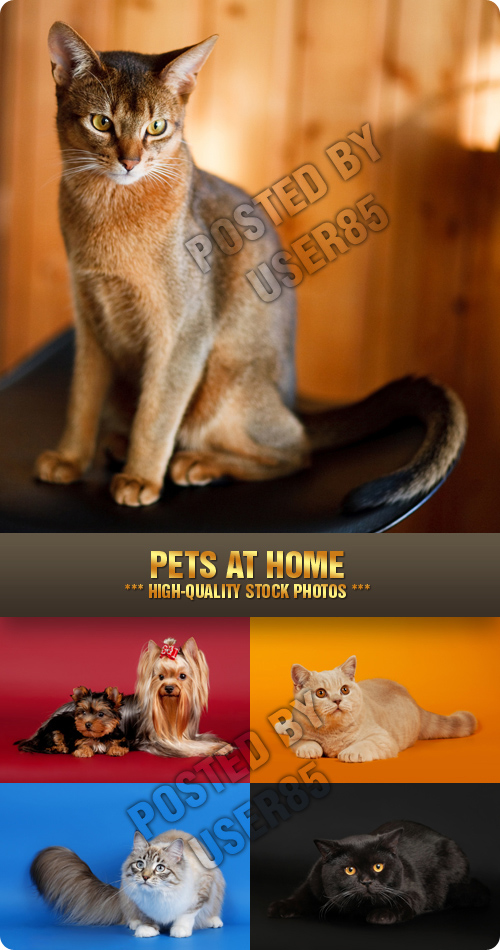 Stock Photo - Pets at Home