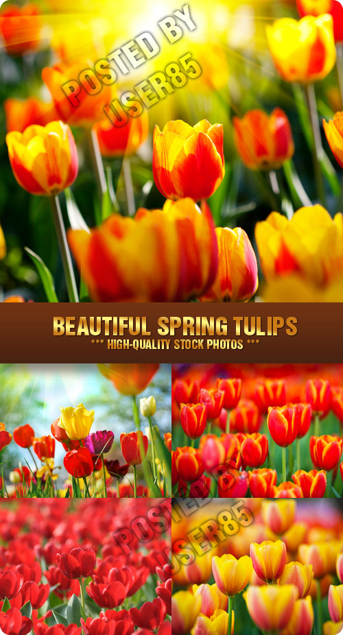 Stock Photo - Beautiful Spring Tulips