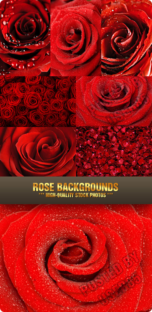 Stock Photo - Rose Backgrounds