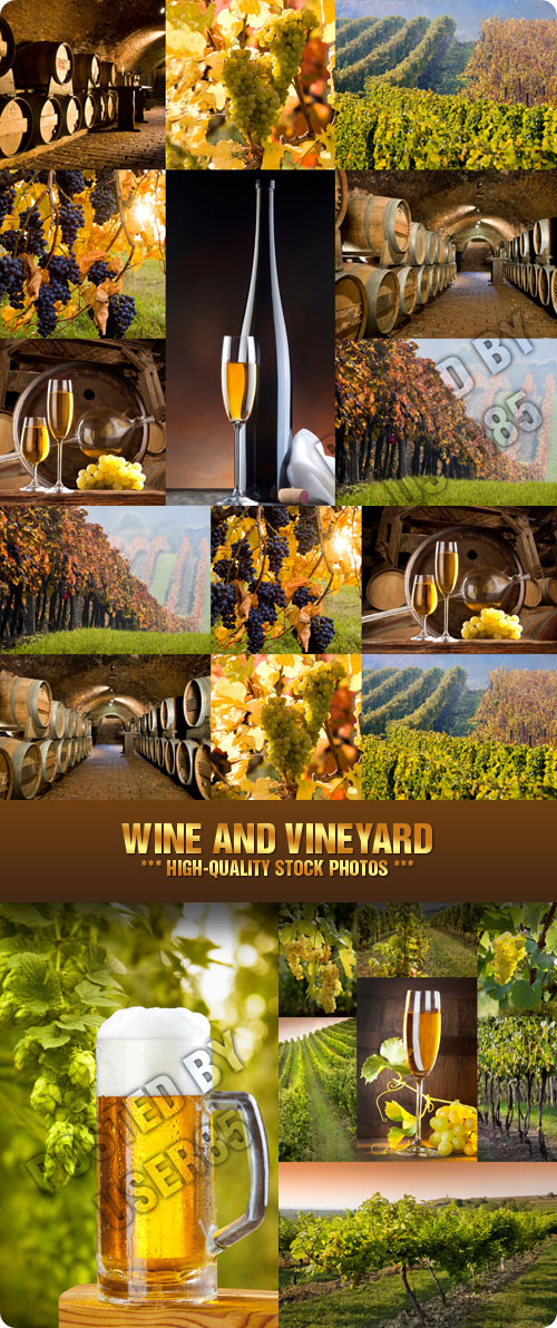 Stock Photo - Wine and Vineyard