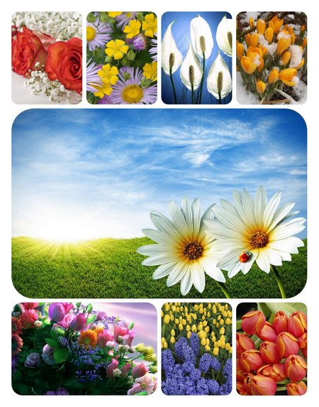 Beautiful Flowers Full HD Wallpapers#3