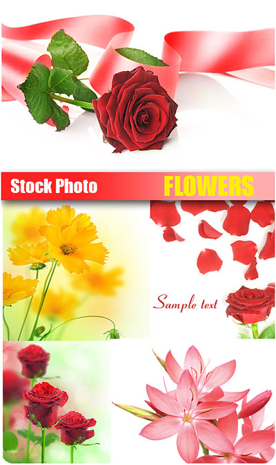 Stock Photo - Flowers